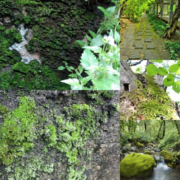 故鄉河石上的苔蘚