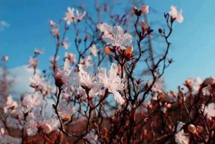 分享——杜鵑花