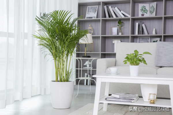 這幾種大型植物擺在家裡，高檔雅緻，朋友都恨不得搬回家