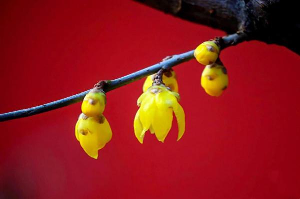 北京香山臥佛寺歷年臘梅綻放圖片欣賞