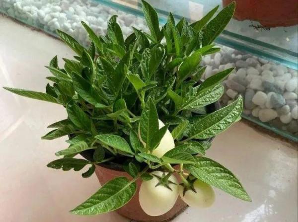 1種花俗稱“搖錢樹”,滿盆長滿小元寶,大吉大利,好看吉祥 1種花俗稱“搖錢樹”,滿盆長滿小元寶,大吉大利,好看吉祥