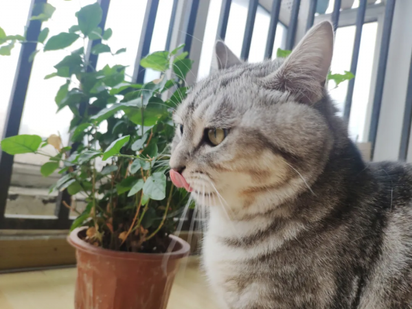 喵星人的花紋是如何形成的?| 一週科技 喵星人的花紋是如何形成的?| 一週科技