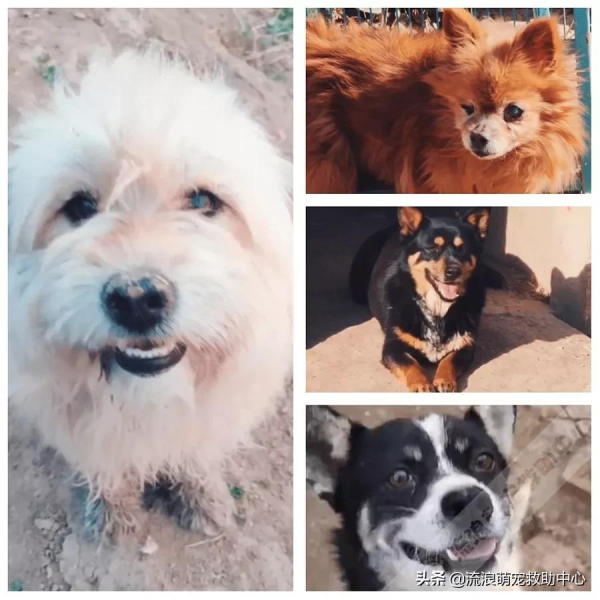 拆遷後被棄養的狗狗,在廢墟中固執等待主人,瘦成一具“乾屍” 拆遷後被棄養的狗狗,在廢墟中固執等待主人,瘦成一具“乾屍”