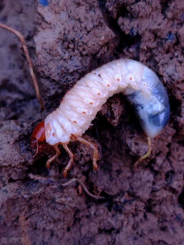 地下害蟲的主要種類、發生特點和防治方法 地下害蟲的主要種類、發生特點和防治方法