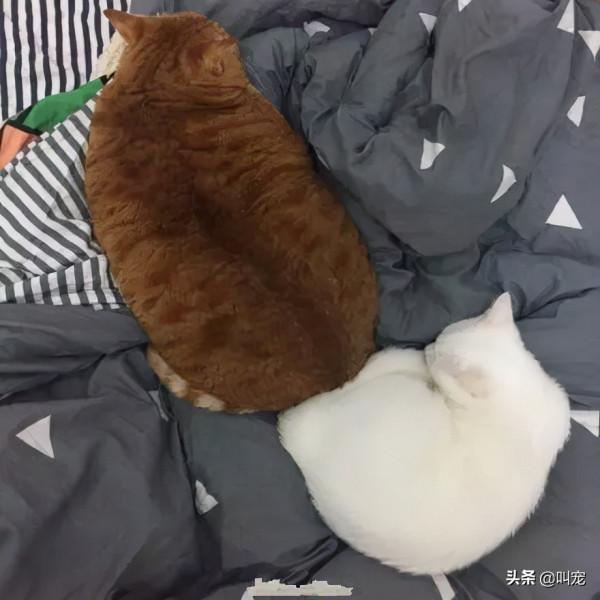 冬天寵物取暖方式千奇百怪，鏟屎官請留意這幾點