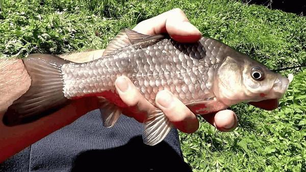 天熱肥水魚塘釣不到魚？記住5點要點，肥水也有好魚口