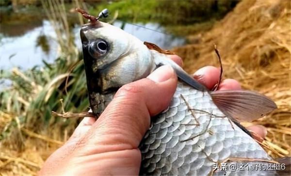 冬季打隔夜窩的威力，大炮竿輪番“開火”羨煞旁人，為何這麼秀