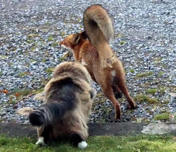 世界上只有兩種貓，俄羅斯的貓，和其他貓