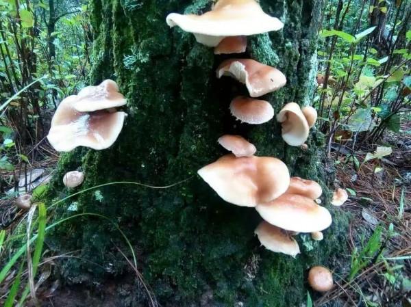 雲南小蘑菇的心酸，你知多少？