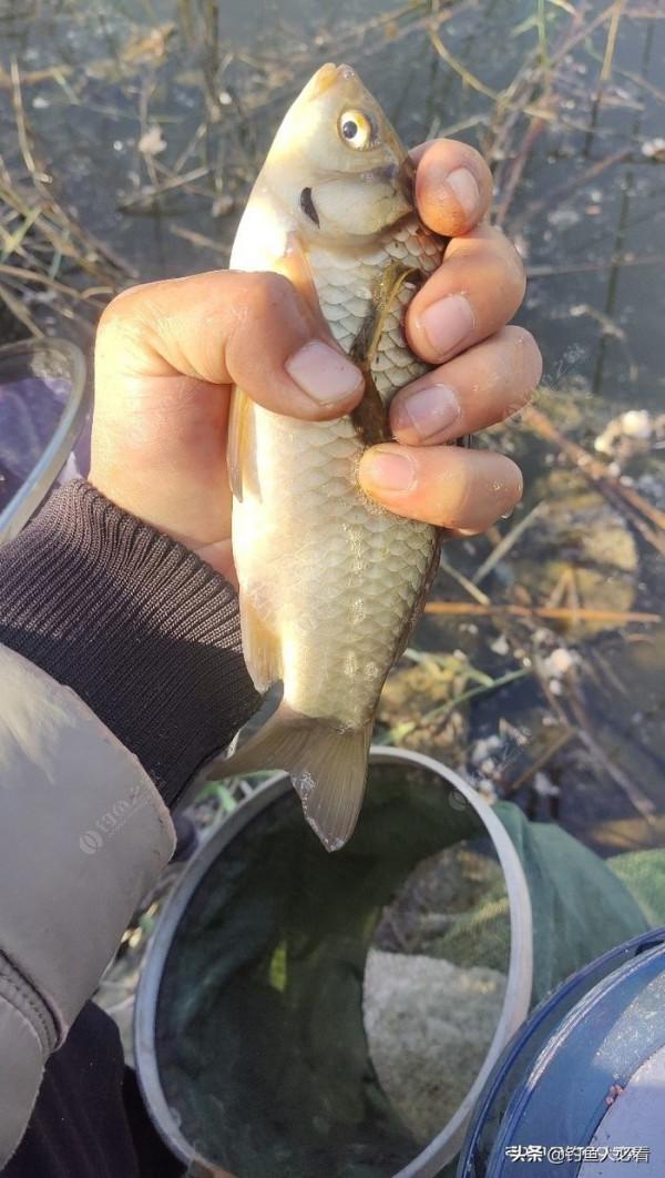 初冬用蚯蚓還是商品餌,實戰出真知 初冬用蚯蚓還是商品餌,實戰出真知