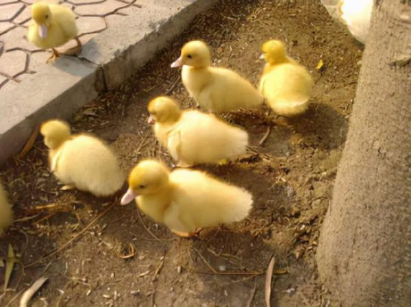 80後四川小夥養殖南非香鶉雁年收入50多萬