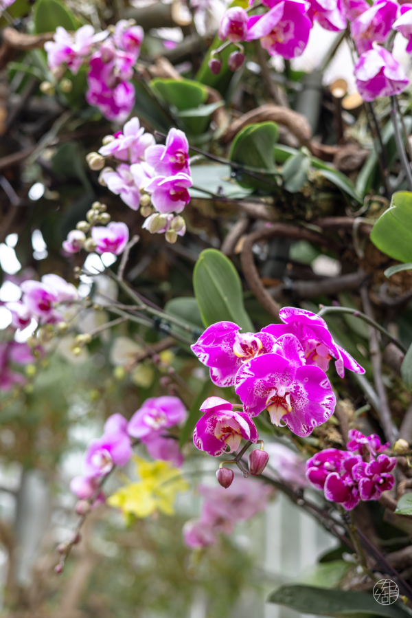 在東湖過元旦，好多新板眼！