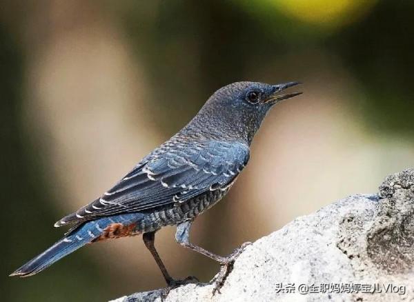 分享——35種罕見的鳥類