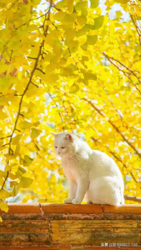 家門口的自然課堂：10個家庭秋色遊戲，好玩得有些意外