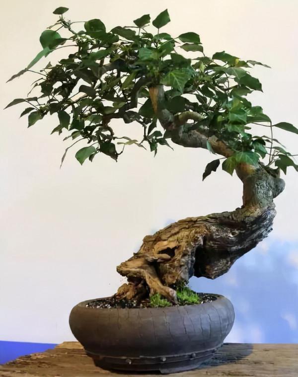 長在廢棄牆縫裡的“老藤”,被盆景大師“當寶”,做成盆景高價賣 長在廢棄牆縫裡的“老藤”,被盆景大師“當寶”,做成盆景高價賣