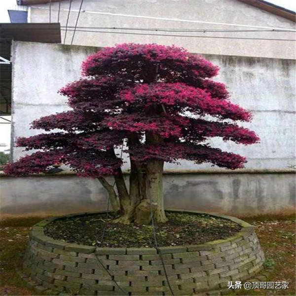 盤點15種適合庭院的彩葉植物，好看的庭院都需要一點不一樣的色彩