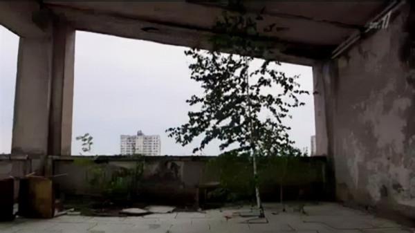 東野圭吾《夢幻花》：江戶時代的“詛咒之花”，更是對人性的拷問