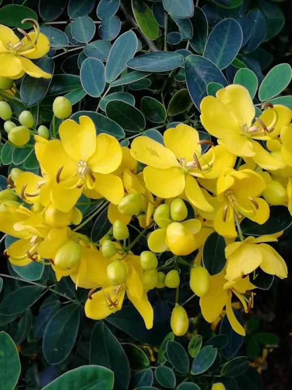 北海散記之花卉篇（下）