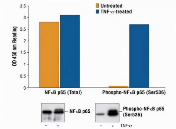 當磷酸化遇到 western blot，老司機教你這樣操作&period;&period;&period;
