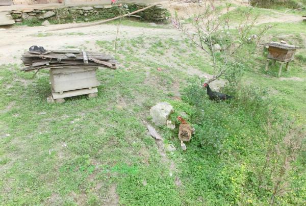 80歲老人墓穴生活實紀：在山上種地養蜂，生活悠然自得