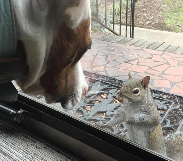 女子救助一窩小松鼠，長大後放生，松鼠卻每個月都回家看“媽媽”