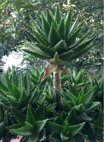 5種“漂亮花”，從來不生蟲，家裡乾淨衛生，花開不斷，真省心