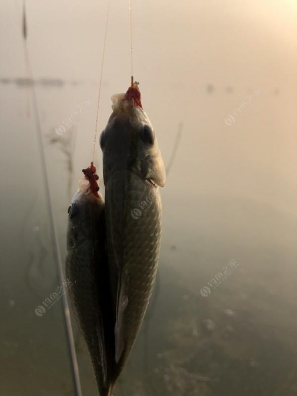 2021垂釣日誌之80，成子湖釣大水面沒想到魚口這麼瘋