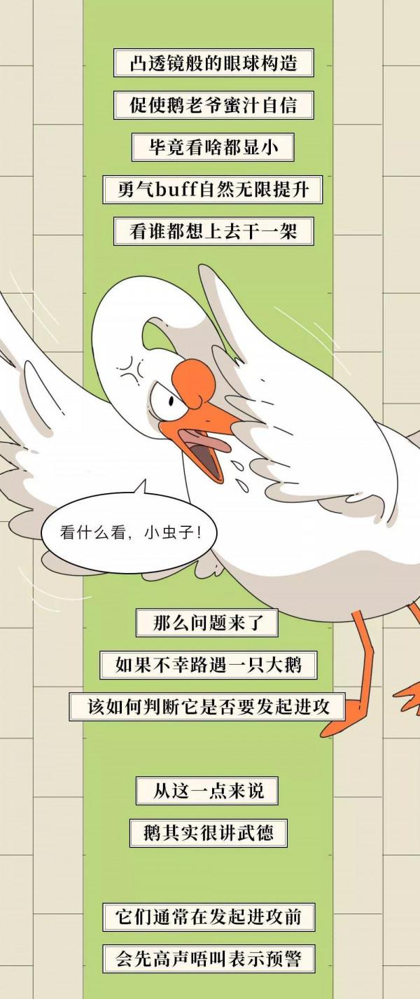 你有沒有被大鵝追過！哈哈！（漫畫）