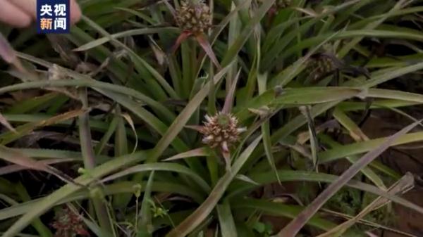 愛吃菠蘿的你不要錯過！打卡中國大陸最南端：“大陸之角”有片“菠蘿的海”