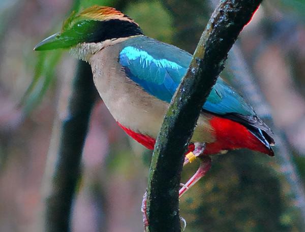 “鳥中西施”現身上海公園，全身羽毛有8種顏色，全國不到2000只