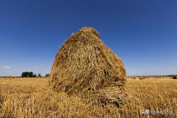 稻草喂牛到底好不好?使用稻草喂牛有什麼需要注意的嗎? 稻草喂牛到底好不好?使用稻草喂牛有什麼需要注意的嗎?