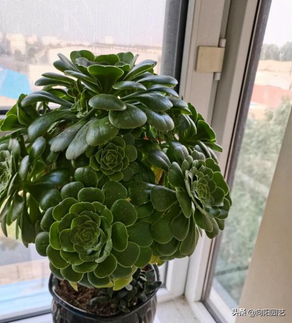 秋天法師狀態最好,入秋後,葉子開始伸展,多澆水狀態更好 秋天法師狀態最好,入秋後,葉子開始伸展,多澆水狀態更好