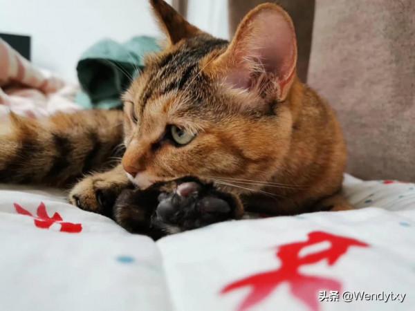 萌寵點點||優雅的享樂主義王子 萌寵點點||優雅的享樂主義王子