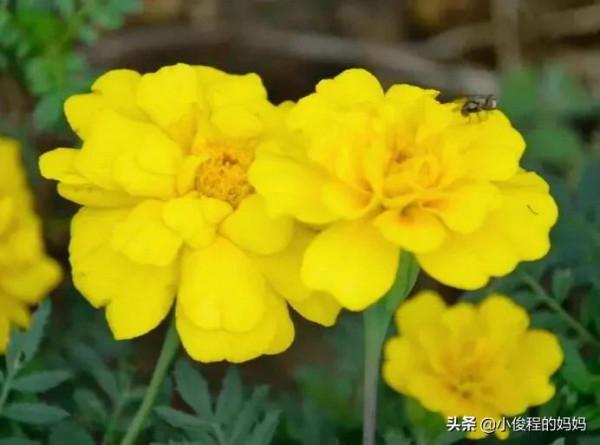 分享——孔雀草花