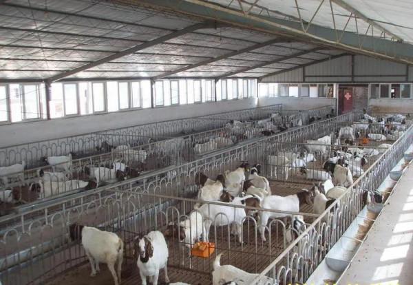 養殖場中氨氣的危害到底有多大? 養殖場中氨氣的危害到底有多大?