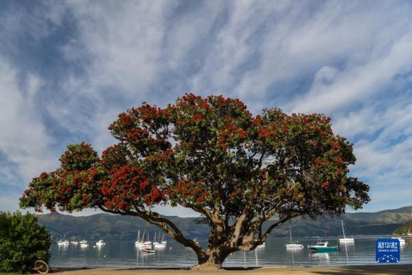 疫情下的紐西蘭小鎮阿卡羅阿