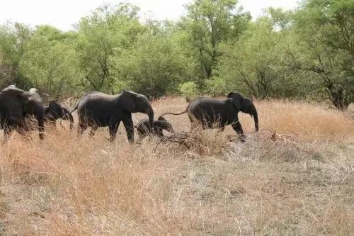 世界美景,我們共賞@非洲獅據點彭賈裡公園 世界美景,我們共賞@非洲獅據點彭賈裡公園