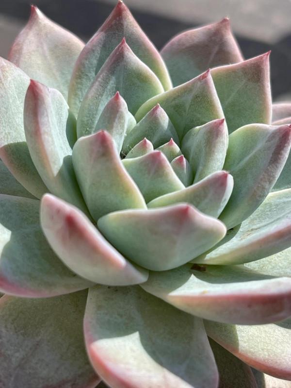 不知名的多肉，求名