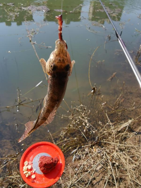 [十週年亅艱難釣魚路,我用妙招撬開鯽魚口 [十週年亅艱難釣魚路,我用妙招撬開鯽魚口