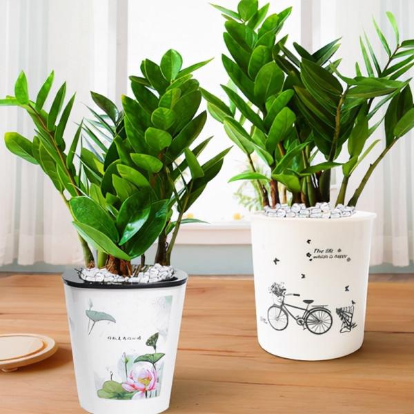 客廳想養“大盆栽”,建議從這10種裡面選,格調高寓意好,還養人 客廳想養“大盆栽”,建議從這10種裡面選,格調高寓意好,還養人