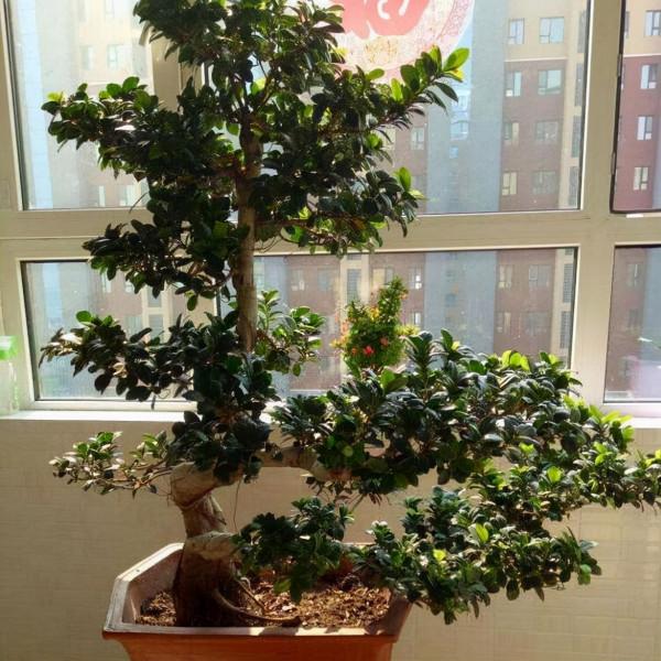 “榕樹盆栽”愛落葉？注意“6點”，榕樹枝繁葉茂，葉片綠油油的