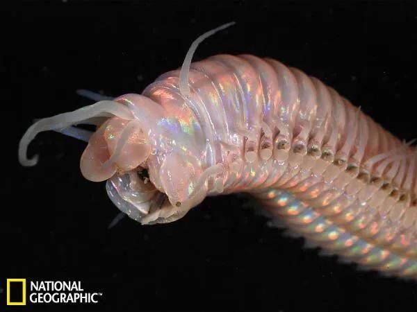 恐懼 可怕的深海怪物