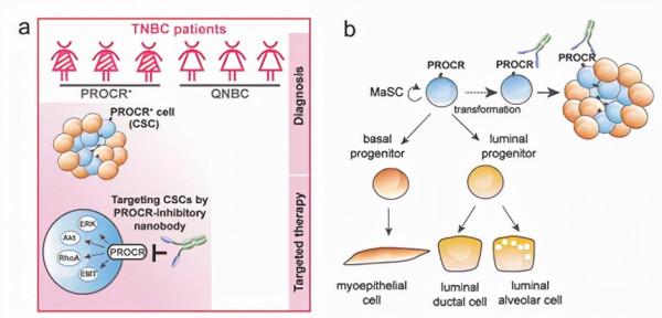 中科院學者首次發現胰島成體幹細胞 中科院學者首次發現胰島成體幹細胞