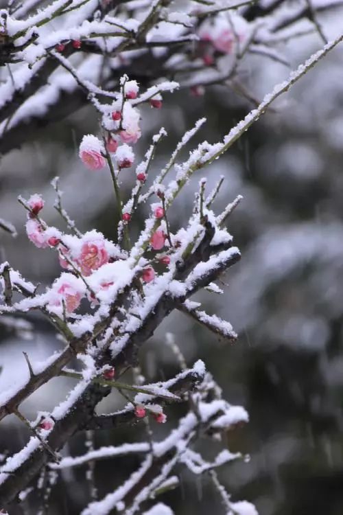 明日立冬，送你一組梅花圖，一首詩詞，願閤家團圓過暖冬