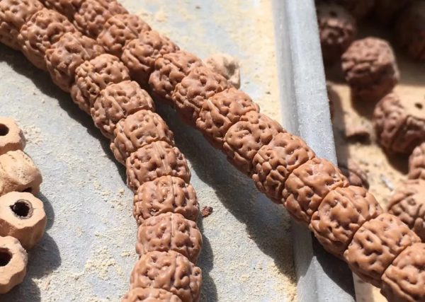 小金剛菩提的一代龍何在? 小金剛菩提的一代龍何在?