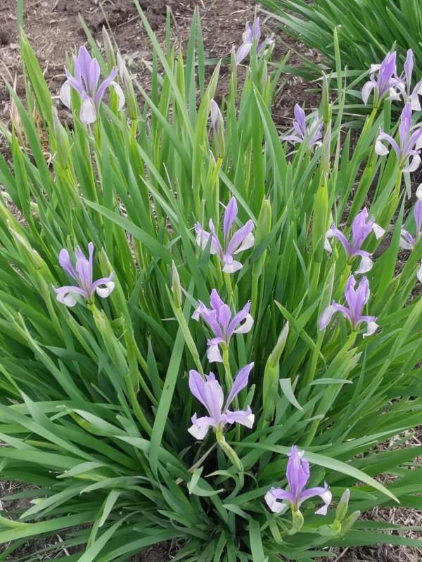 溼地盛開的燕子花