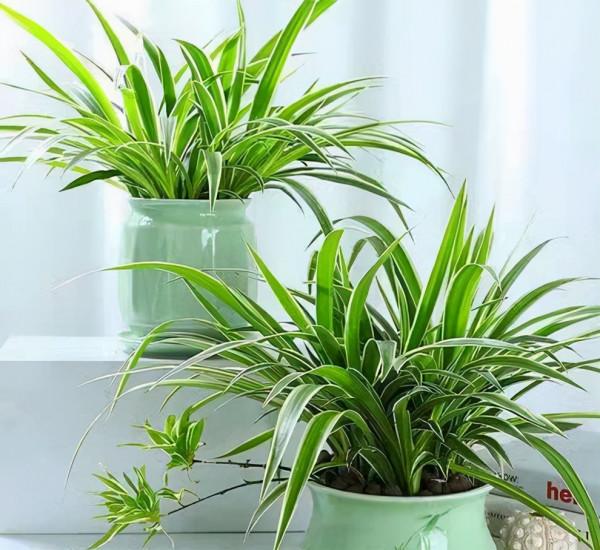 客廳想養“健康花”,建議從這12種裡面選,不僅養人,還大氣吉祥 客廳想養“健康花”,建議從這12種裡面選,不僅養人,還大氣吉祥