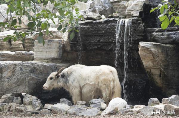 野生動物園的動物惹人喜愛,遊人對每一種動物都充滿興趣 野生動物園的動物惹人喜愛,遊人對每一種動物都充滿興趣