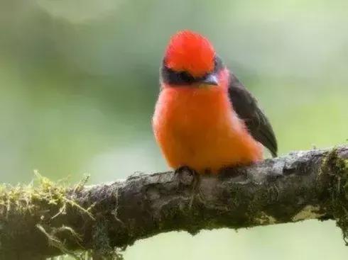 分享圖片——可愛的唐納鳥