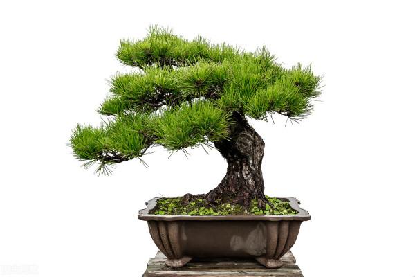 盆景也是一種傳統藝術